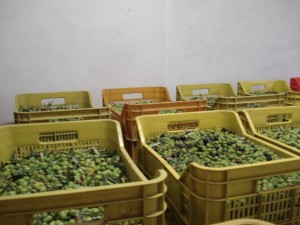 Collection of olives Podere Somigli 